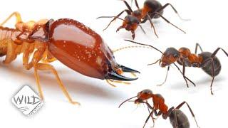 Termites vs Ants: Who’s King of the Hill? | Wild to Know