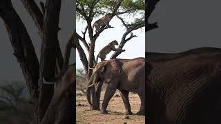 Wait for me, fall and break this egg, baby. #leopard #elephant #africa #wildanimals