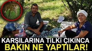 Bahçede Karşılaştığı Tilkiyle Sohbet Etti