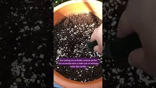 How to Retain Moisture in Your Potted Plants 🪴