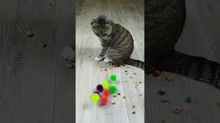 Cat barsik reverse video ASMR #catvideos #cat #billi