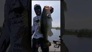 Brian Latimer catches 7 lb 11 oz Okeechobee bass! #fishing #bassfishing #majorleaguefishing