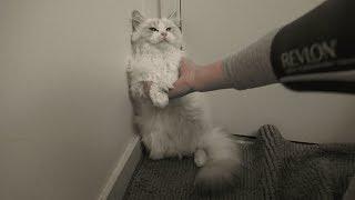 Ragdoll Kitten Takes a Shower!