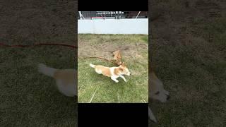 댕댕이의 구속이 싫은 냥이 #강아지고양이친구