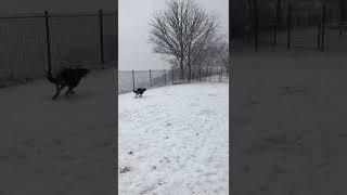 雪と犬
