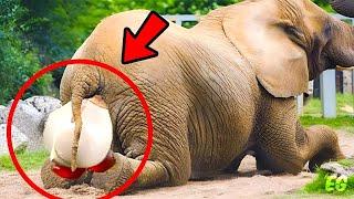 Elephant gives birth to a rare baby. Minutes later, something incredible happens