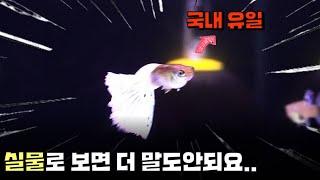 이런 구피 보셨나요..? 펫랜드에 가면 볼 수 있다는데.. 이제 펫랜드 대박나려나봐요..??? | 시흥 펫랜드 한국구피