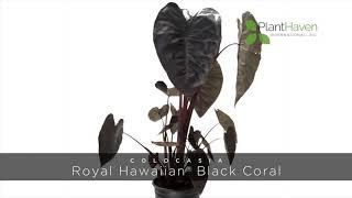 PlantHaven 360 Video - Colocasia ROYAL HAWAIIAN® ‘Black Coral’