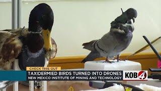 New Mexico Tech turns taxidermied birds into drones