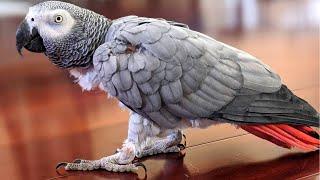 DAY 1 BRINGING HOME A PARROT - BONDING WITH AN AFRICAN GREY RESCUE | MARLENE MC'COHEN REWIND