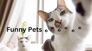 Funniest Animals 2023 Best Funny Cats and Dogs | Petopia TV