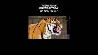 The tiger remains hidden not out of fear #motivation #quote #life #success #motivational #mindset