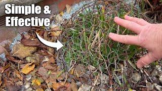 How I Protect Small, Delicate Plants from Rats, Mice & Other Rodents