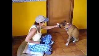 Entrenando a "Bella" una PERRITA BOXER