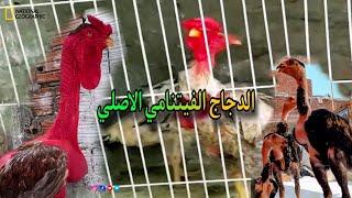 مقارنه ما بين الدجاج الفيتنامي والحجازي والهندي ايهما افضل  Zeina chicken