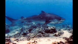 Kona Shore Divers Tiger Shark Challenge