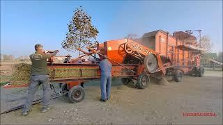 TRATTORE LANDINI L. 25 TESTA CALDA AL LAVORO CON LA TREBBIATURA DEL GRANO. SAB. 16 - 11 - 2024.