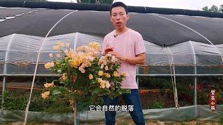 三角梅落花有哪几种原因，如何避免落花的现象，养护环境是关键