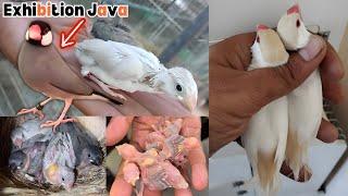 Successful Breeding Setup of all Mutations of Java Sparrow