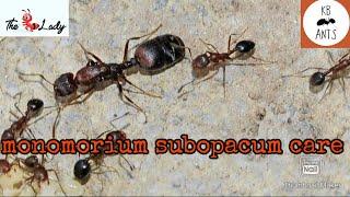 Monomorium Subopacum Care