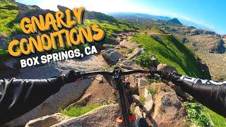 Gnarly Conditions At Box Springs Mountain Park! | M Trail, Two Trees, and Triceratops