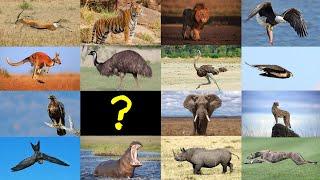 Guess the Animal Quiz: Which is the fastest? | Animal Fact Quiz