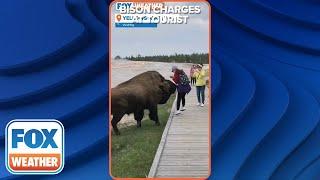 Don't Get Too Close: Bison Charges At Yellowstone Tourist Who Tried To Touch It