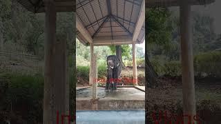 #Elephant #dancing elephant #konni#pathanamthitta#youtubeshorts#