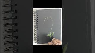 painting flowers with acrylics   beginnersacrylic painting tutorial flowers#art #painting #shorts