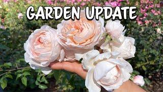 Rose Update David Austin Roses and Weeks Roses