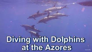 Diving with Dolphins at the Azores