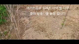 아침 농장 운동삼아 심어 밭네요