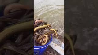 Catching Eel in the Rice Field of the Rural Chinese  Eel Fishing 13