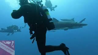 Dive Sandals Resorts PADI Shark Certification