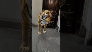 Bengal tiger came my home  | Google new tricks #shorts #shortvideo #sspanwar