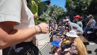 (4K) Bird Show | Summer @ Auckland Zoo | New Zealand