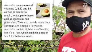 AVOCADO HEALTH BENEFITS HARVEST TIPS