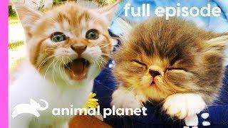 Crowning America's Cutest Cat (Full Episode)