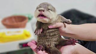 Baby otters are becoming Real Otters little by little!