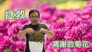 拯救凋謝的菊花 | 讓凋謝的盆栽重新開花 | 拯救香草