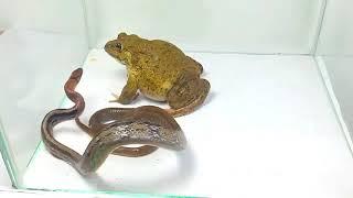 Bullfrog vs snake 