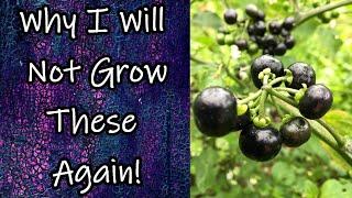 Why I Will NOT Grow THESE Again (Solanum Melanocerasum AKA Garden Huckleberries)