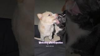 Lazy Lazy Lazy NO! | #dogshorts #puppies #baileyandsage #lazysong #lazy #cute #funny #beast