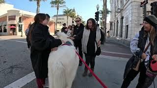 Lt. Rowdy walks Ventura’s Historic Downtown Main Street 1 of 3 11324