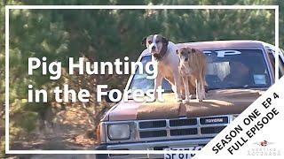 Hunting Aotearoa S01E04 - Pig Hunting in the Forest