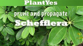  How to prune and propagate Schefflera arboricola  and showing endresult!