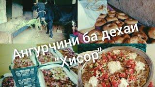 Мехмони ба дехаи Кафшдузон. Ангурчини!!