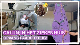 CALIJN ligt in het ZIEKENHUIS en opvang paard weer TERUG?! || VLOG Paardzoektbaas