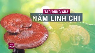 Nấm linh chi là "thần dược" cho hệ miễn dịch nhưng phải biết chế biến thế nào cho đúng | VTC Now