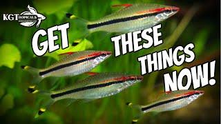 Don't Get A Fish Tank If You Don't Have These Things! Top Items For Fish Keepers